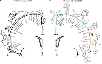 41586_2023_5964_Fig4_HTML (1)