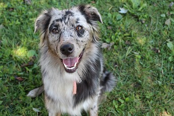 Random-dog