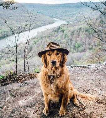 Random-dog