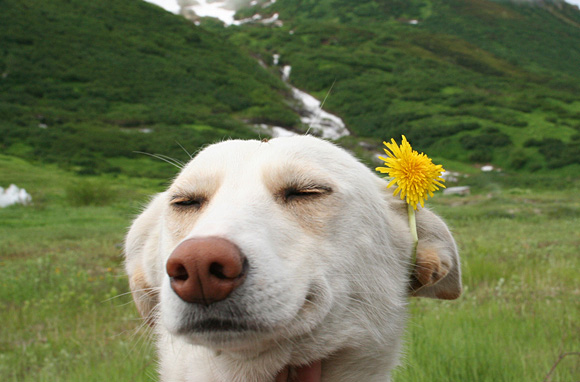 Random-dog
